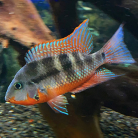 Firemouth Cichlid (Thorichthys meeki)