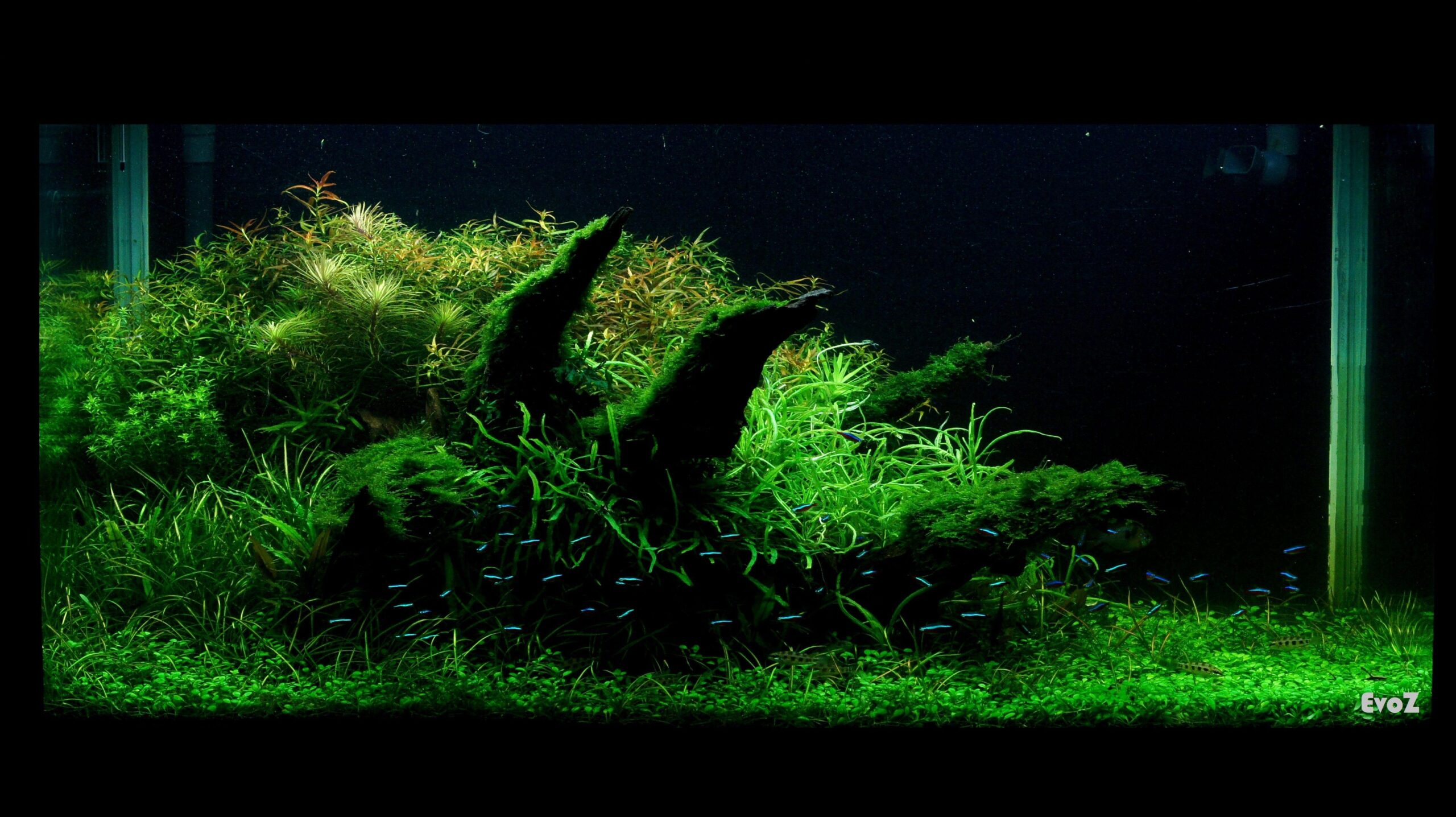 Creating Depth and Harmony: Understanding Foreground, Midground, and Background in Aquascaping