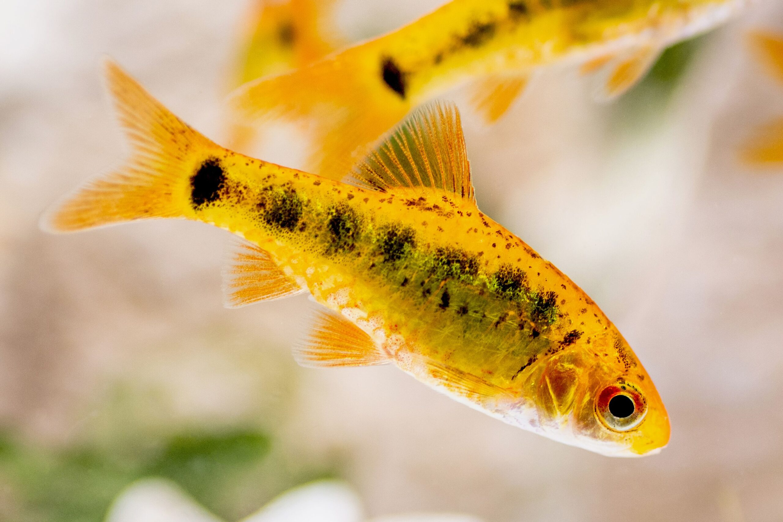 Golden Barb ( Barbodes semifasciolatus )