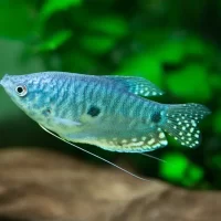 Three Spot Gourami ( Trichopodus trichopterus )