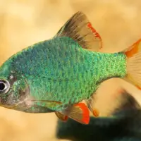 Green Tiger Barb ( Puntius semifasciolatus )
