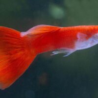 Royal Red Fancy Guppy (Poecilia reticulata)