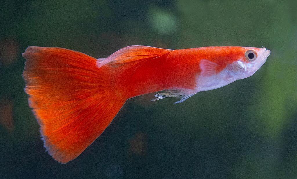 Royal Red Fancy Guppy (Poecilia reticulata)