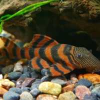 L397 Alenquer Pleco 3-6cm