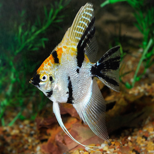 Angelfish Koi ( P. Scalare Koi )