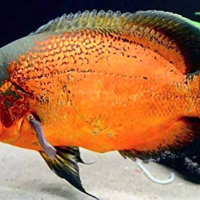 Red Oscar ( Astronotus ocellatus ) 8-10cm