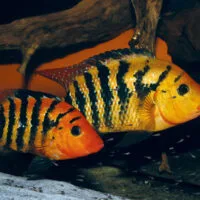 Other Fish