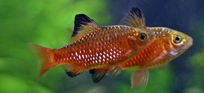 Rosy Barb ( Pethia conchonius )