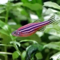 Purple Danio (Danio rerio)