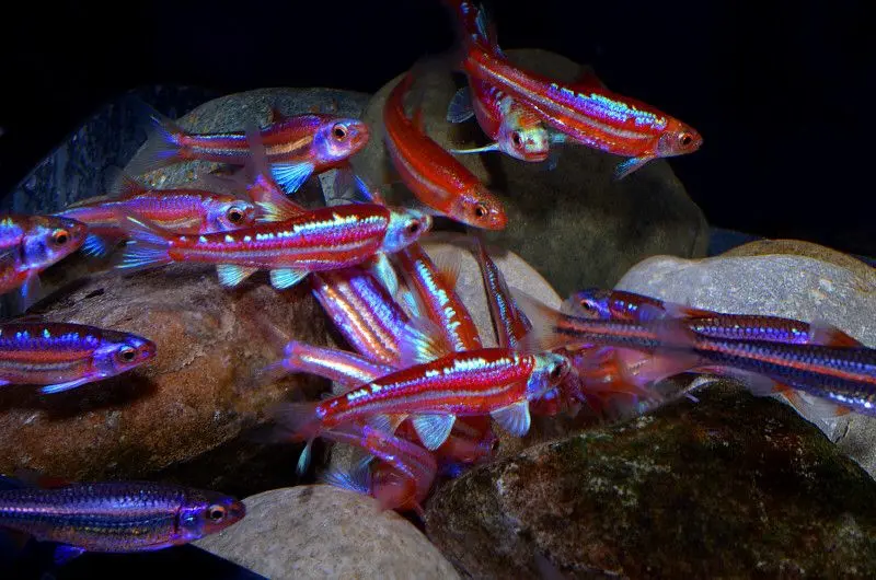 Rainbow Shiner ( Notropis chrosomus )