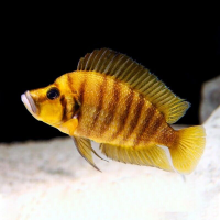 Tanganyika Cichlids