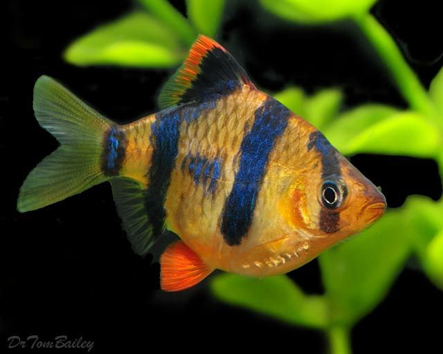 Tiger Barb ( Puntius tetrazona )