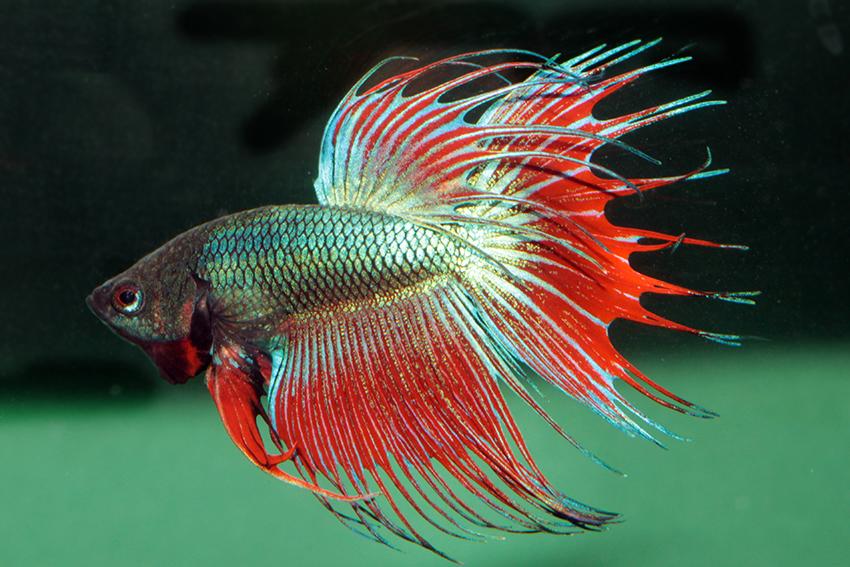 Betta Splendens Male