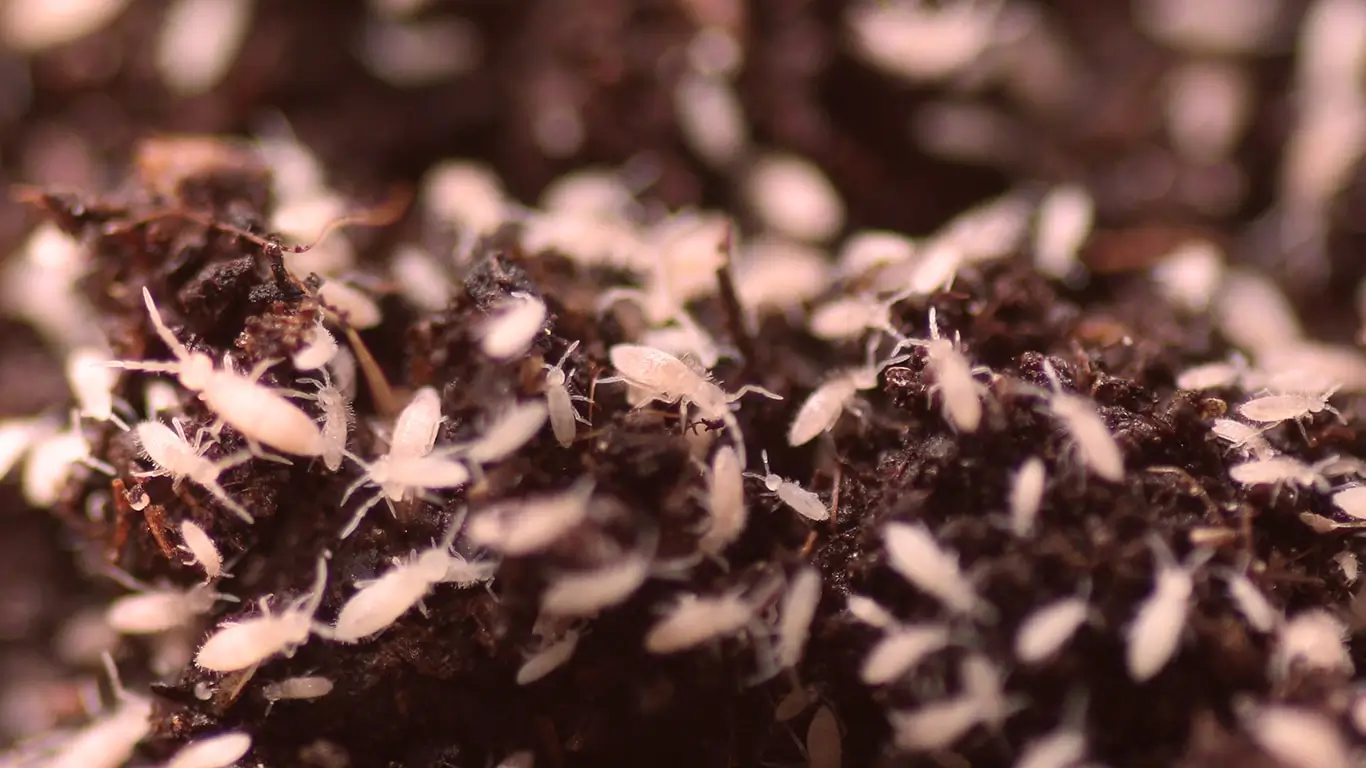 Collembola/springtails (Springstaartjes) Tub