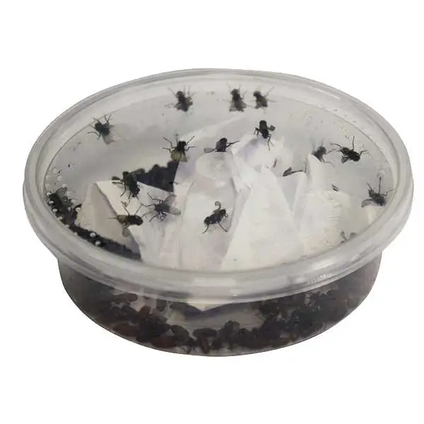 Curly wing fly Liter Bulk