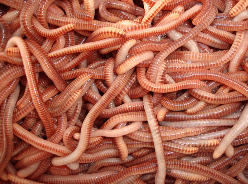 Dendrobena – M – 1 / 1.2 gram 20 Tub