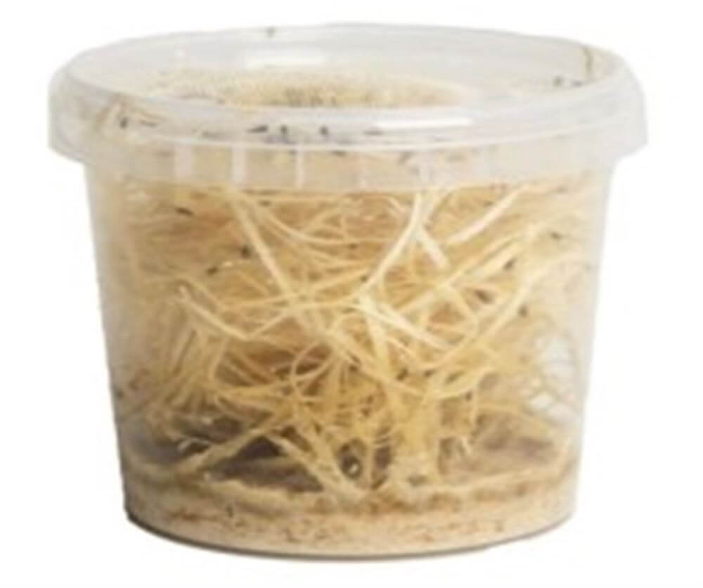 Fruitfly – Small Tub