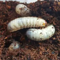 Fruit Beetle Grubs ( Pachnoda large) 250 pcs Bulk