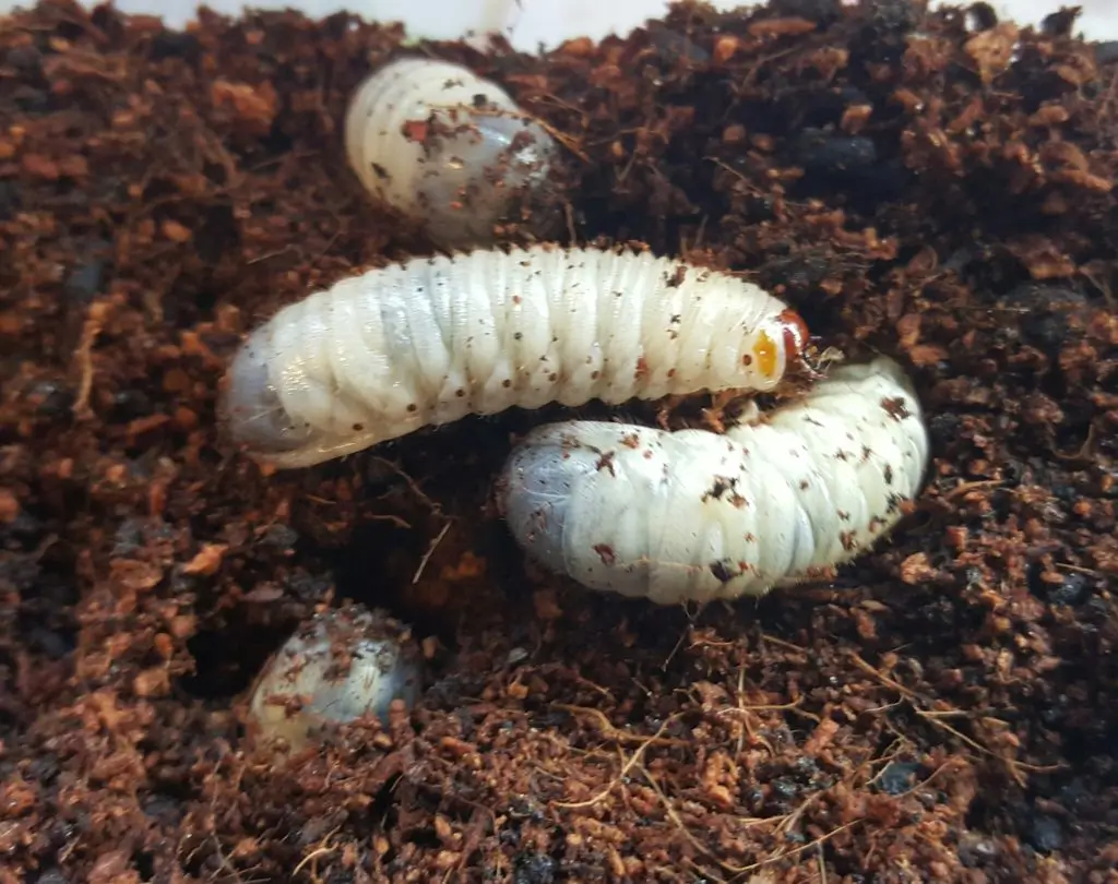 Pachnoda large 10 pcs Tub