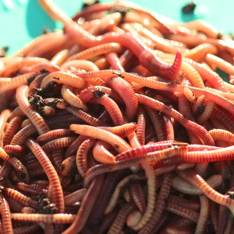 Nightcrawlers (worms) Liter +/- 1000