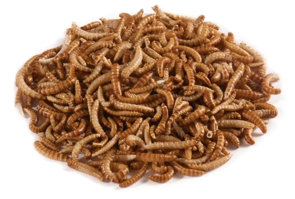 TUB Buffalo worms 50 gram Tub
