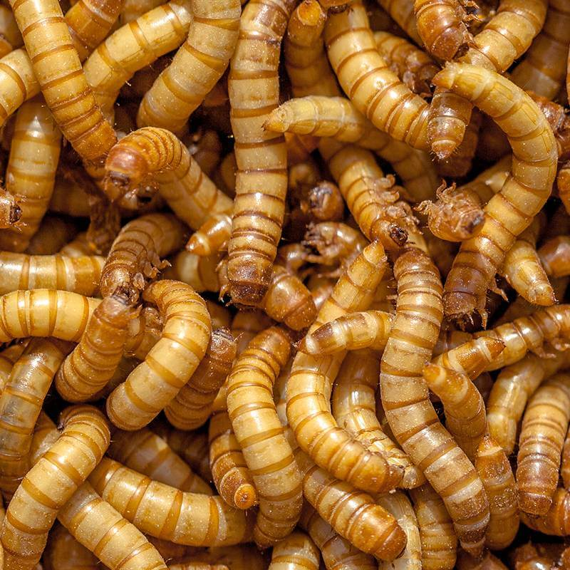 Giant mealworms 50 gram Tub