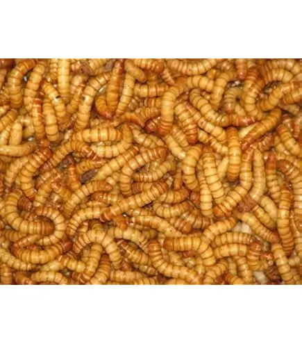 Morio worms 50 gram Tub