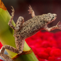 Amphibians