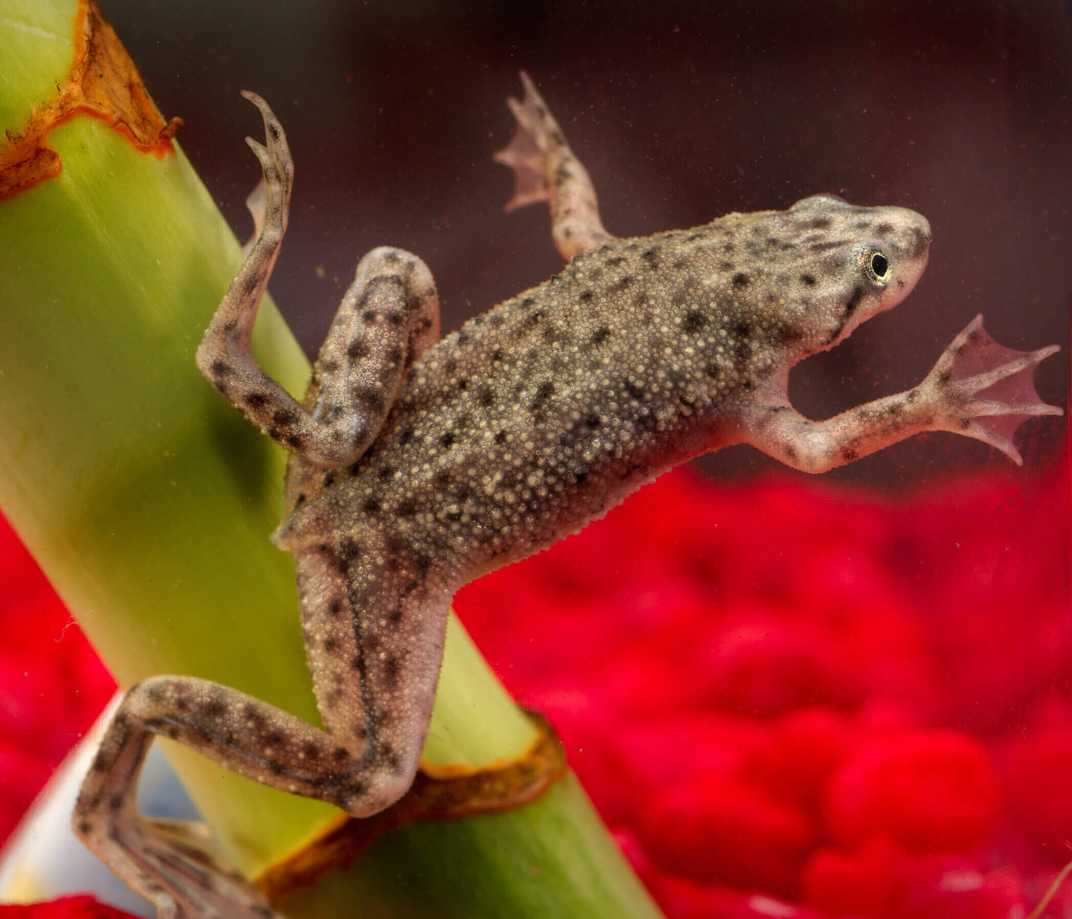 African Dwarf Frog (Hymenochirus spp.)