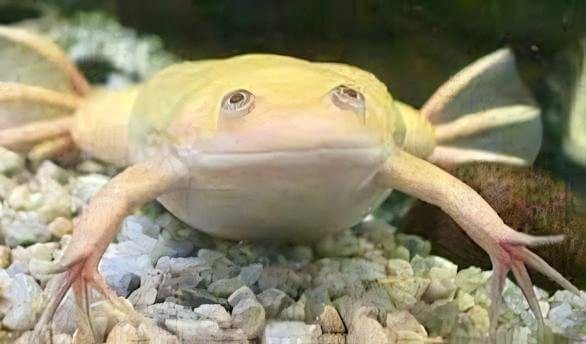 Albino African Dwarf Frog