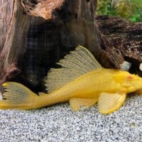 Albino Common Plecostomus ( Hypostomus plecostomus )