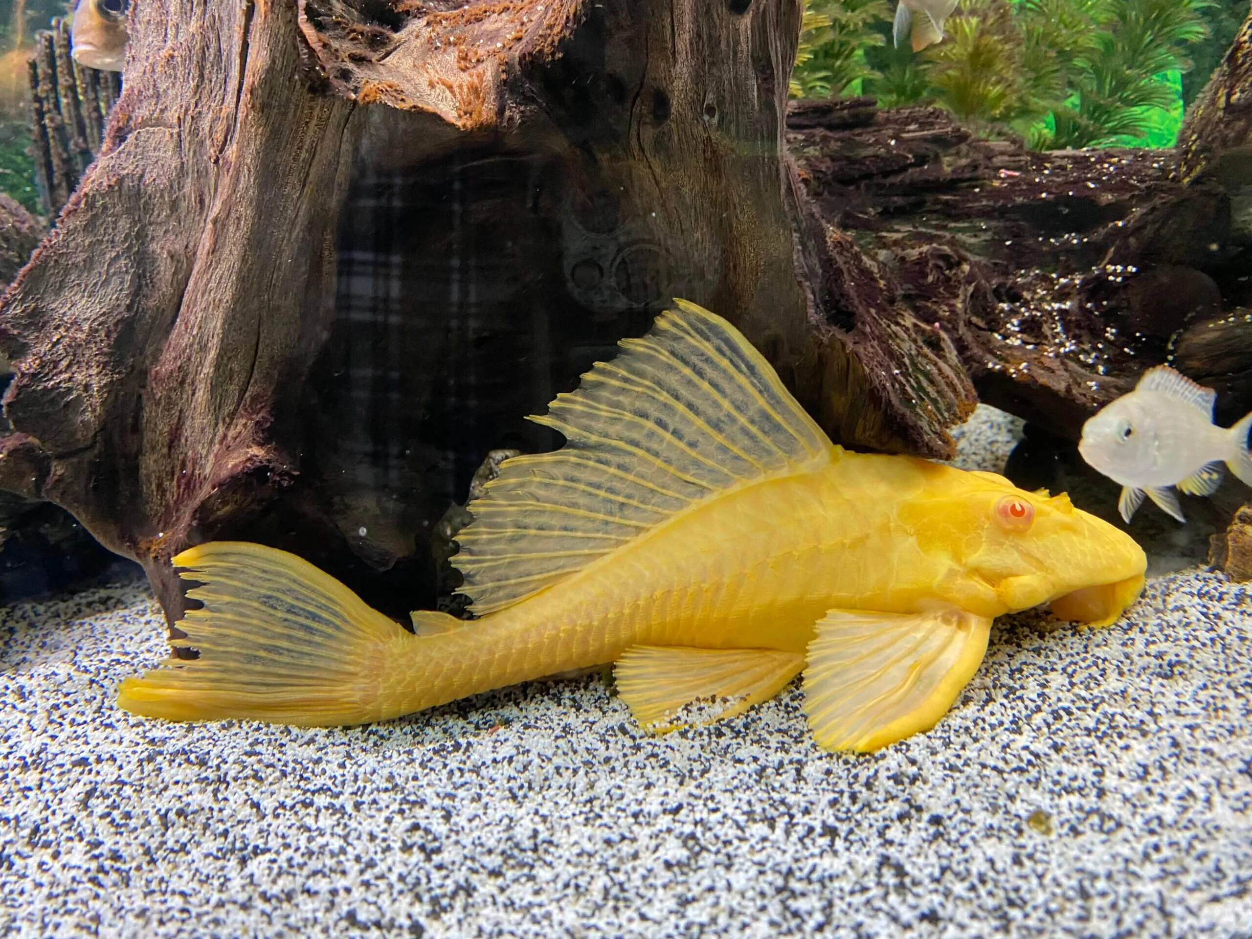 Albino Common Plecostomus ( Hypostomus plecostomus )