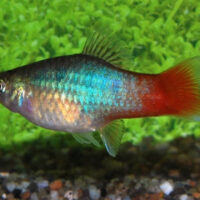 Blue Redtail Platy (Xiphophorus maculatus)