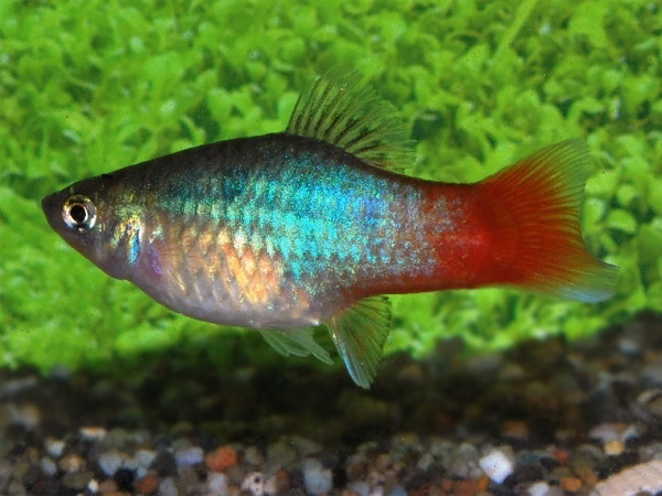 Blue Redtail Platy (Xiphophorus maculatus)