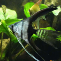 Veiltail Black and White Angelfish