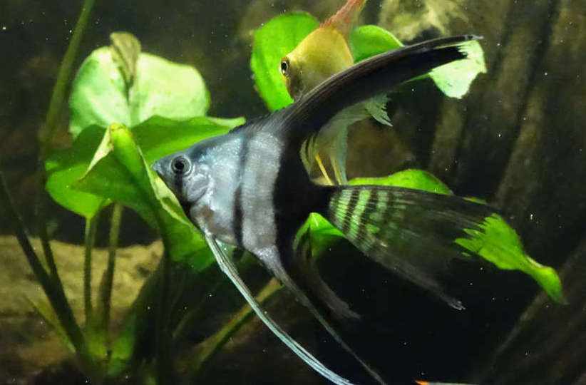 Veiltail Black and White Angel 3.5cm+