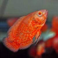 Albino Red chili Tiger Nemo Oscar 8 cm