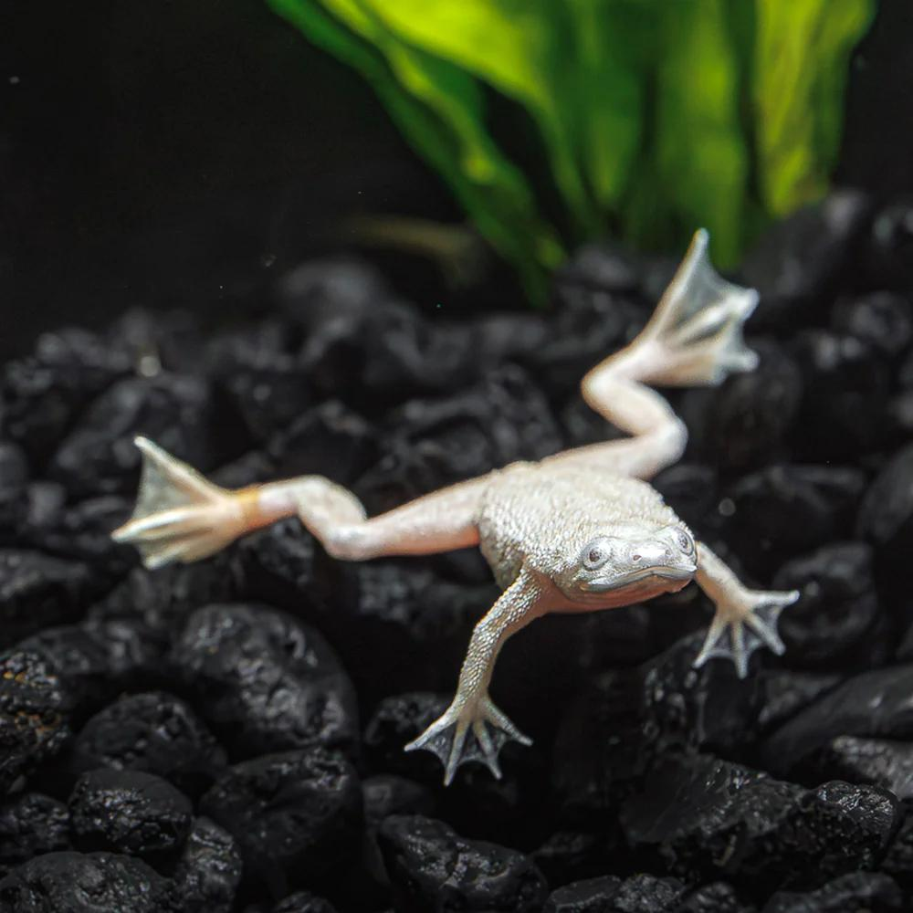 Platinum African Dwarf Frog 2cm