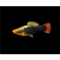 Hawaii Variatus Platy