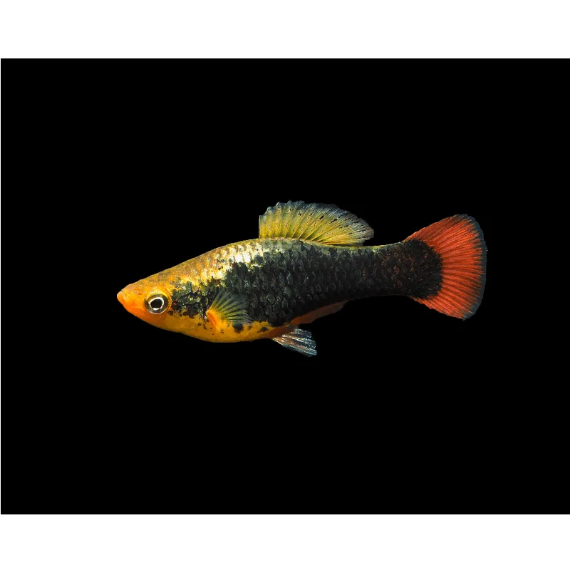 Hawaiian Variatus Platy (Xiphophorus variatus)