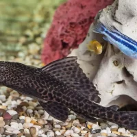 Common Plecostomus