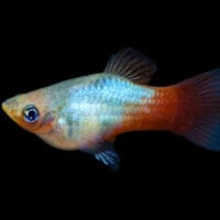 Rainbow Platy (Xiphophorus maculatus)