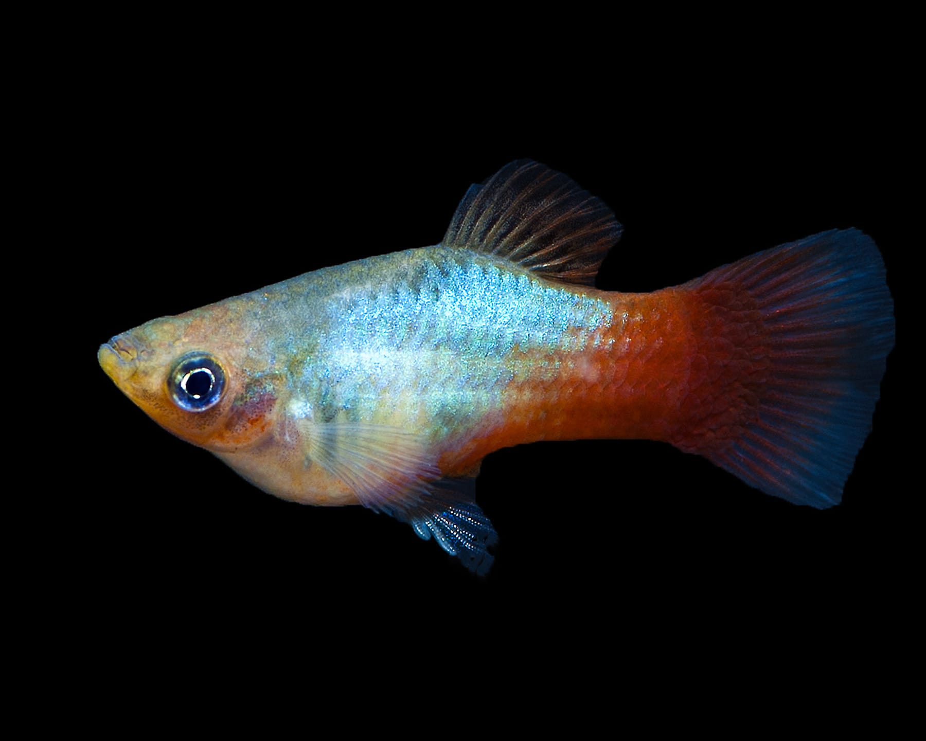 Rainbow Platy (Xiphophorus maculatus)