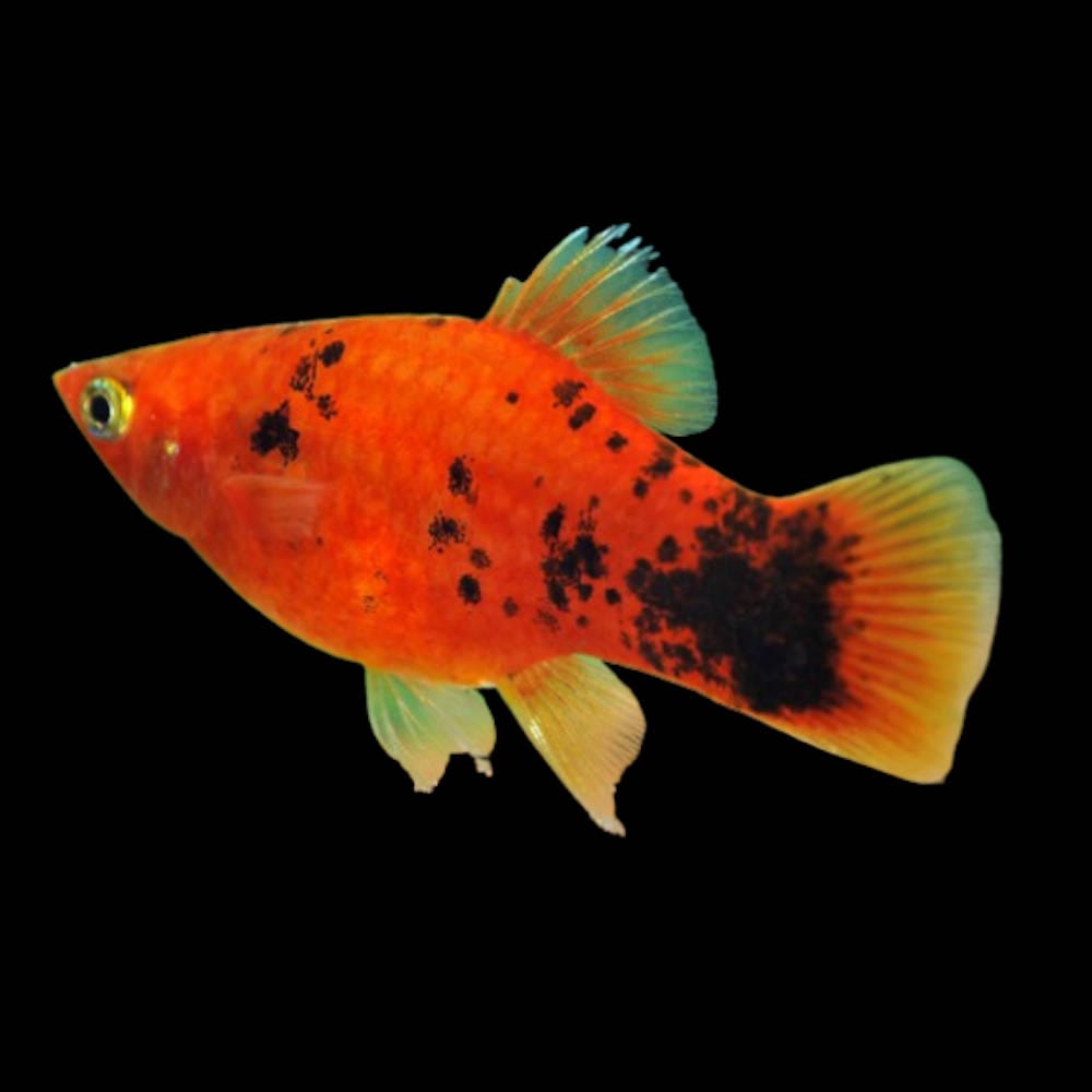 Red Spotted Platy (Xiphophorus maculatus)