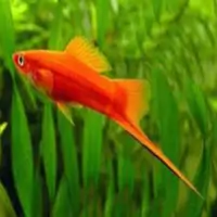 Red Velvet Swordtail (Xiphophorus helleri)