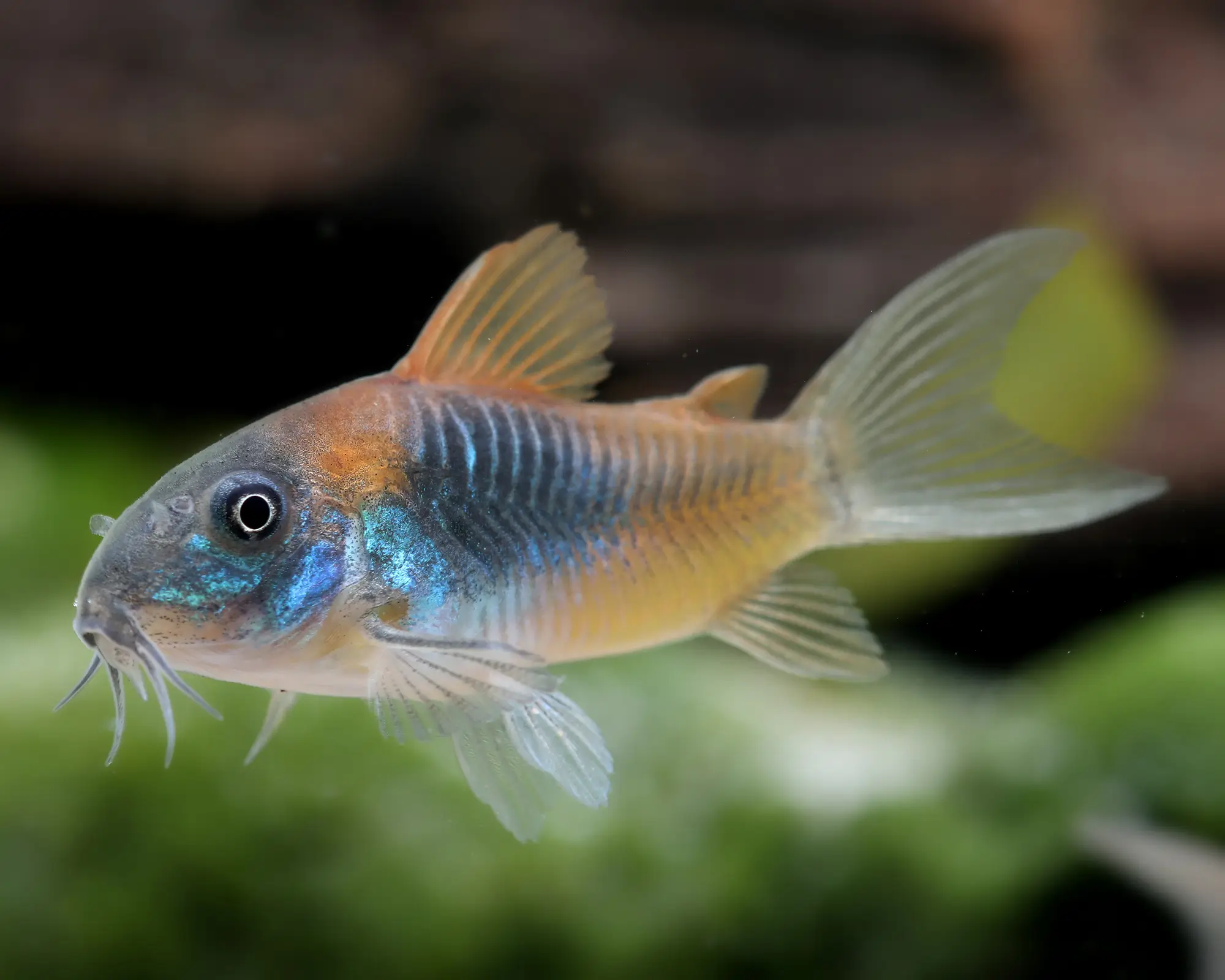 Venezuela`s Corydoras 2.5cm