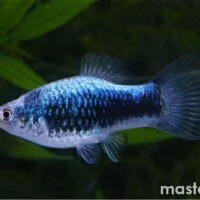 Blue Platy (Xiphophorus maculatus)
