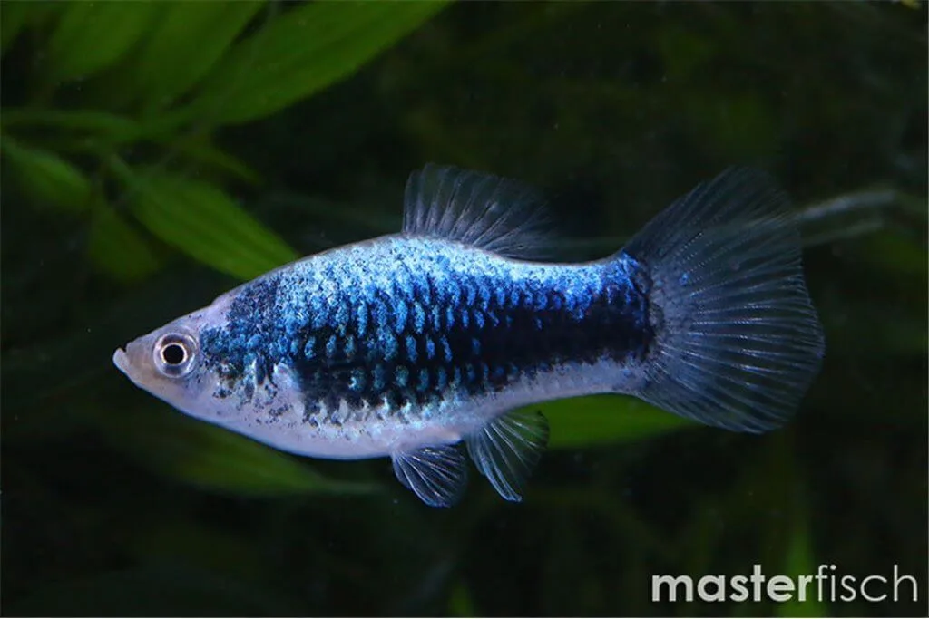 Blue Platy (Xiphophorus maculatus)