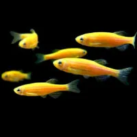 Golden Zebra Danio (Danio rerio)
