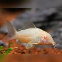 Albino Corydoras Catfish (Corydoras aeneus)